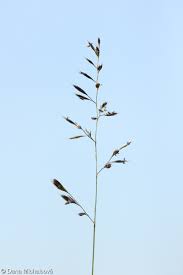 Attēlu rezultāti vaicājumam “Festuca ovina fruit”