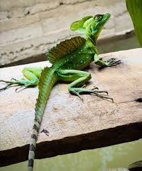 Image result for Basildon I.S.H.C.