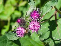 Attēlu rezultāti vaicājumam “Arctium nemorosum”