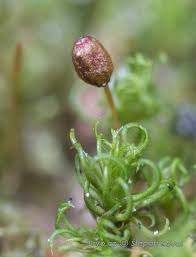 Attēlu rezultāti vaicājumam “Weissia squarrosa”