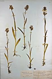 Attēlu rezultāti vaicājumam “Dactylorhiza traunsteineri”