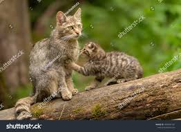 Attēlu rezultāti vaicājumam “Felis silvestris catus juvenile”