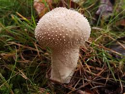 Attēlu rezultāti vaicājumam “Melanospora lagenaria”