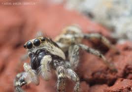 Attēlu rezultāti vaicājumam “Salticus scenicus”