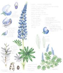 Attēlu rezultāti vaicājumam “Lupinus polyphyllus flower”