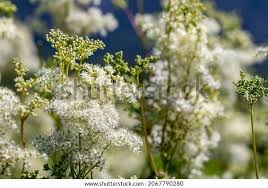 Image result for Filipendula vulgaris