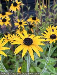 Image result for Rudbeckia fulgida