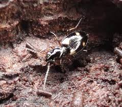 Attēlu rezultāti vaicājumam “Bembidion quadrimaculatum”