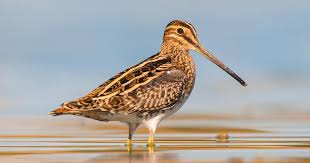 Image result for Gallinago gallinago