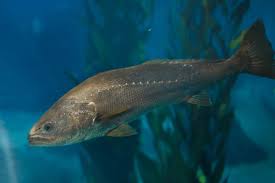 Image result for Argyrosomus coronus