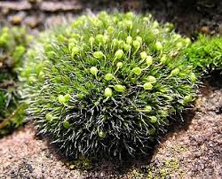 Attēlu rezultāti vaicājumam “Grimmia muehlenbeckii sporophyte”