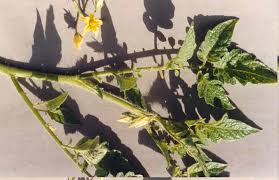 Attēlu rezultāti vaicājumam “Lycopersicon esculentum leaf”