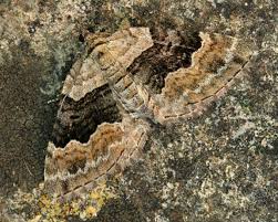 Attēlu rezultāti vaicājumam “Xanthorhoe quadrifasiata”