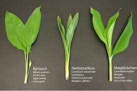 Image result for Herbstzeitlose