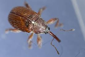 Attēlu rezultāti vaicājumam “Anthonomus phyllocola”