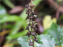 Attēlu rezultāti vaicājumam “Orthilia secunda fruit”