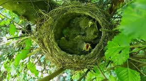 Attēlu rezultāti vaicājumam “Turdus viscivorus nest”
