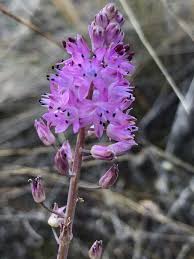 Attēlu rezultāti vaicājumam “Jamesoniella autumnalis”