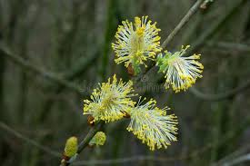 Attēlu rezultāti vaicājumam “Salix caprea male flower”