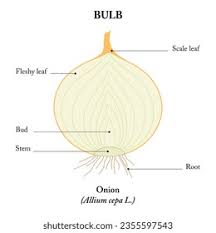 Attēlu rezultāti vaicājumam “Allium cepa bud”