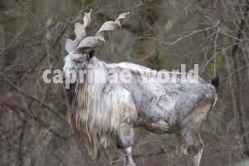 Attēlu rezultāti vaicājumam “Capra”
