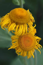 Attēlu rezultāti vaicājumam “Telekia speciosa bud”