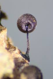 Attēlu rezultāti vaicājumam “Lamproderma columbinum spores”