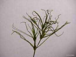 Attēlu rezultāti vaicājumam “Najas tenuissima”