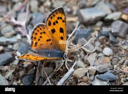 Attēlu rezultāti vaicājumam “Lycaena alciphron underside”