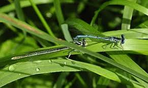 Attēlu rezultāti vaicājumam “Tettigoniodea exuvia”