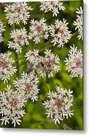 Attēlu rezultāti vaicājumam “Torilis japonica”