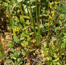 Attēlu rezultāti vaicājumam “Scheuchzeriaceae”