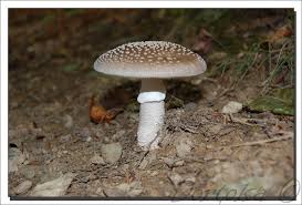Attēlu rezultāti vaicājumam “Amanita pantherina”