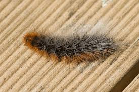 Attēlu rezultāti vaicājumam “Arctia caja larva”