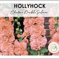 Image result for Stockrose