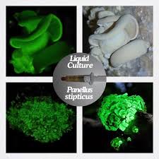 Attēlu rezultāti vaicājumam “Panellus stipticus”