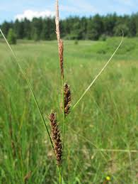 Attēlu rezultāti vaicājumam “Carex lasiocarpa male flower”