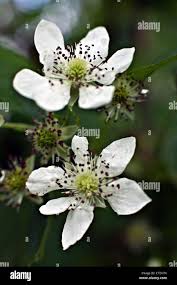 Attēlu rezultāti vaicājumam “Rubus nessensis”