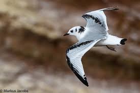 Image result for Rissa tridactyla