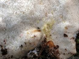 Attēlu rezultāti vaicājumam “Cinereomyces lindbladii”