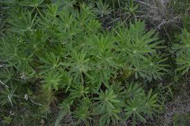Attēlu rezultāti vaicājumam “Galium aparine leaf”