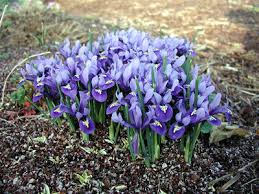 Attēlu rezultāti vaicājumam “Iris reticulata”