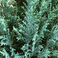 Attēlu rezultāti vaicājumam “Chamaecyparis lawsoniana”