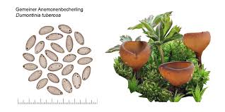 Attēlu rezultāti vaicājumam “Dumontinia tuberosa”