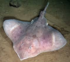 Image result for Amblyraja hyperborea