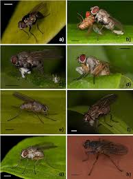 Attēlu rezultāti vaicājumam “Muscidae”