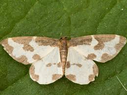 Attēlu rezultāti vaicājumam “Lomaspilis marginata”