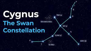 Attēlu rezultāti vaicājumam “Cygnus cygnus”