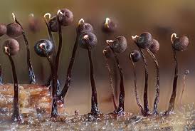 Attēlu rezultāti vaicājumam “Cribraria cancellata spores”