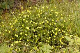 Image result for Potentilla erecta